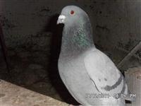 Gołębie zdjęcie