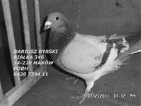 Gołębie zdjęcie