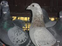 Gołębie zdjęcie
