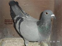 Gołębie zdjęcie